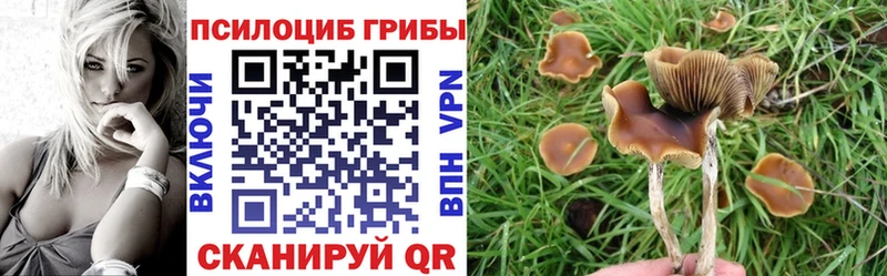 Купить где  Людиново  Псилоцибиновые грибы GOLDEN TEACHER 